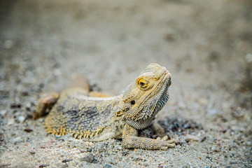 Bearded dragon 