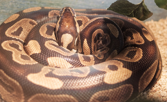 detail of Python regius i