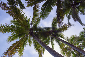 Obraz premium Big Island of Hawaii Landscapes Volcano Seascape Background Rainforest Wallpaper