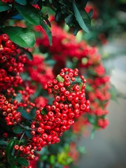 Red Berries