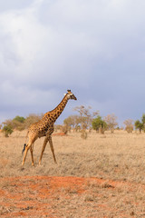 Lonely Giraffe in the Savannah