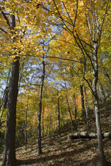 Fototapeta premium Une forêt en automne