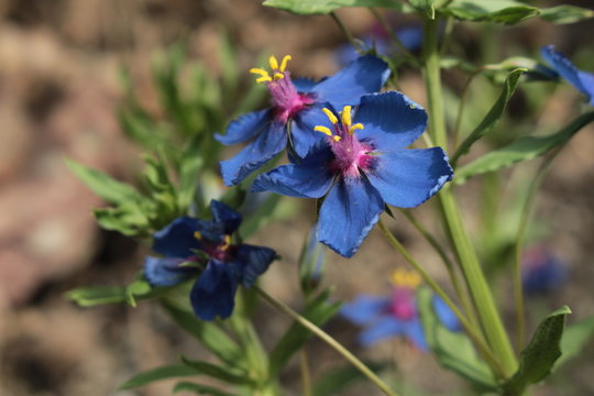 Fototapeta "Blue Pimpernel" flower (or Garden Pimpernel, Flaxleaf Pimpernel, Gauchheil) in St. Gallen, Switzerland. Its Latin name is Anagallis Monelli (Syn Lysimachia Monelli), native to Mediterranean region.