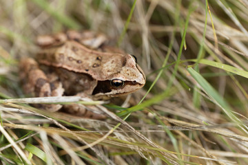 European common frog, Rana temporaria