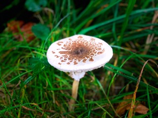 Forest Fungi