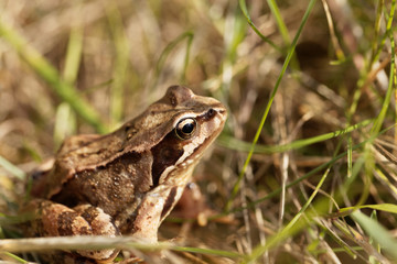 European common frog, Rana temporaria