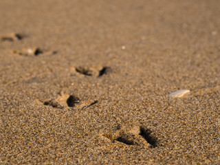 Fototapeta na wymiar Footsteps of bird in the beach sand