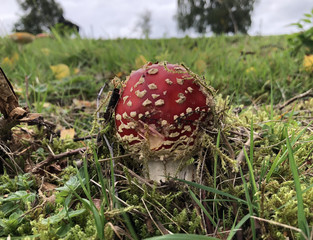 Fly Agaric
