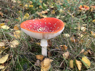 Fly Agaric