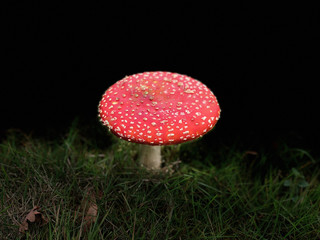 Fly Agaric
