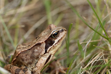 European common frog, Rana temporaria