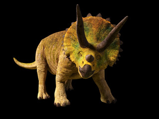 Triceratops horridus dinosaur from the Jurassic era (3d render isolated on black background)