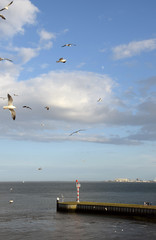 Am Hafen von Texel