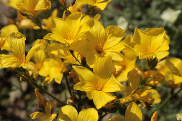 "Yellow Flax" flowers (or Bell Flax, Glocken-Lein) in St. Gallen, Switzerland. Its Latin name is Linum Campanulatum (Syn Linum Glandulosum), native to western Mediterranean region.