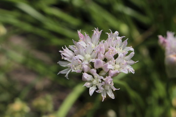 "Drummond's Onion" flowers (or Wild Garlic, Prairie Onion) in St. Gallen, Switzerland. Its Latin name is Allium Drummondii (Syn Allium Nuttallii), native to northern Mexico and USA.