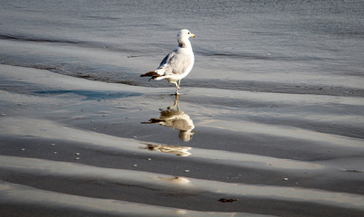 Möwe am Strand