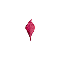 Red leaf. Watercolor illustration on white