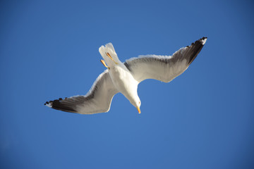 Möwe