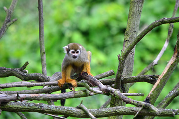 monkeys in branches