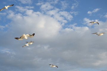 Möwe