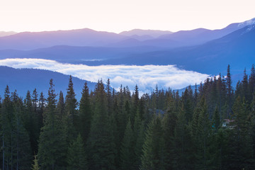 Foggy morning landscape with mountain range and fir forest in hipster vintage retro style
