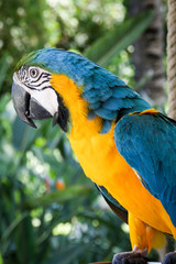 Portrait eines Papagais, Ara 