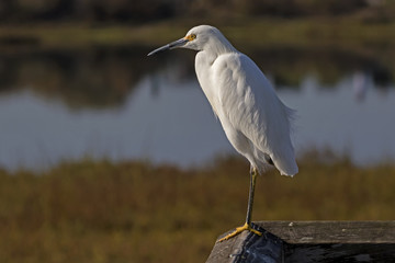 Bird snowy egret at bridge perch overlooking the wetlands