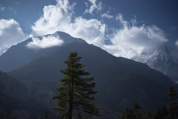 Trees and snowcapped peak at background in the Himalaya mountains, Nepal