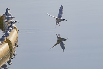 Bird tern sea bird at Bolsa Chica Wetlands in Southern California