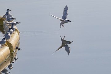 Bird tern sea bird at Bolsa Chica Wetlands in Southern California