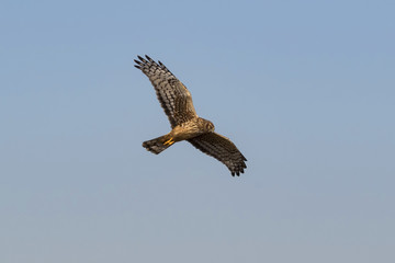 Bird northern harrier hunting from high above wetlands