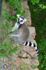 lemur from Madagascar