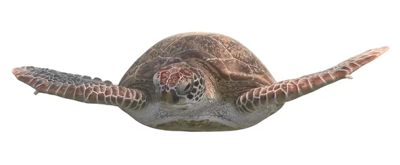 Foto op Plexiglas Schildpad Groene zeeschildpad geïsoleerd op witte achtergrond