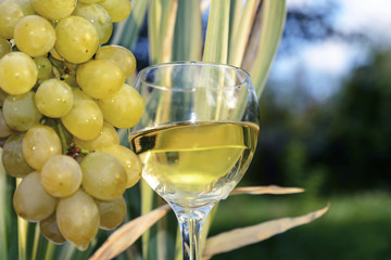 White dry wine is poured into a glass goblet near a bunch of grapes in the nature