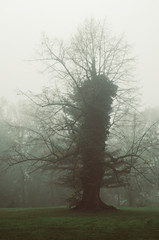 Strange single tree in the morning mist, moody natural hipster background