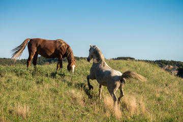 Horse running up a hill
