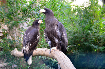 eagle on branches