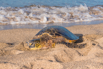 Turtle Resting on the Beach