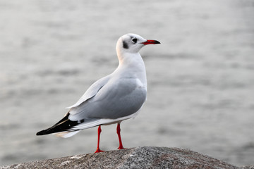 Möwe