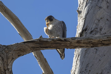 Bird peregrine falcon on tree limb perch at Bolsa Chica Wetlands in California