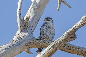 Bird peregrine falcon on tree limb perch at Bolsa Chica Wetlands in California