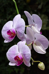 Moth orchid spray