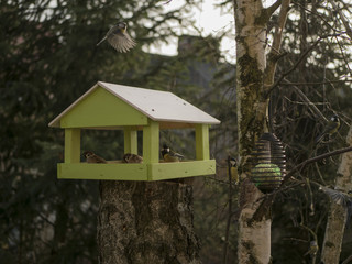 bird feeder