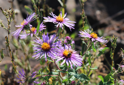 Wild purple Asters in the afternoon sun