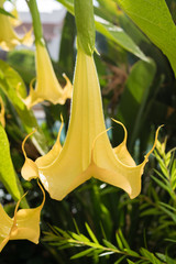 Yellow angel trumpet flower in full bloom