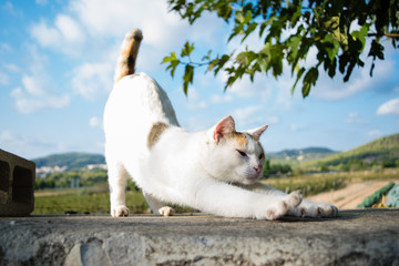 Yoga cat stretches herself elevating back, good morning