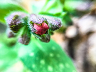 Mohnknospe kontrastreich