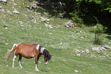 Cavallo libero nel Parco Nazionale del Cilento e Vallo di Diano, primavera; Free horses 
