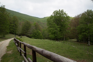 Fototapeta na wymiar Sentiero vicino Ruscio di Vallevona, Parco Nazionale del Cilento e Vallo di Diano, primavera