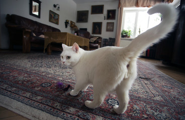 white british cat inside home with rug and paintings